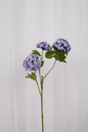 Specktrum Gren Hydrangea