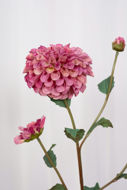 Specktrum Dahlia