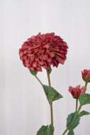 Specktrum Dahlia